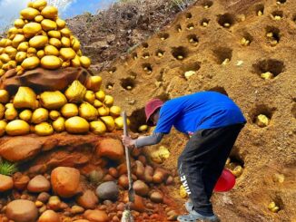 Finding Hidden Treasures: A Guide for Mining Gold $ 3000M by Hand 2024