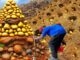 Finding Hidden Treasures: A Guide for Mining Gold $ 3000M by Hand 2024