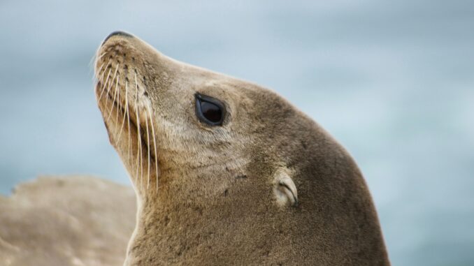 Sea lion illustrating the SEA-LION family of LLMs by Sony Research and AI Singapore.