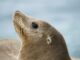 Sea lion illustrating the SEA-LION family of LLMs by Sony Research and AI Singapore.