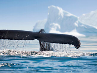 An image of a whale’s tail in the ocean