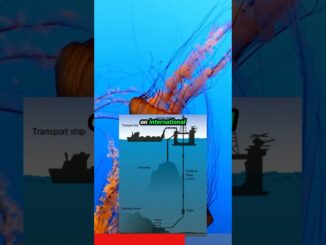 Why Scientists Want to STOP Deep Sea Mining